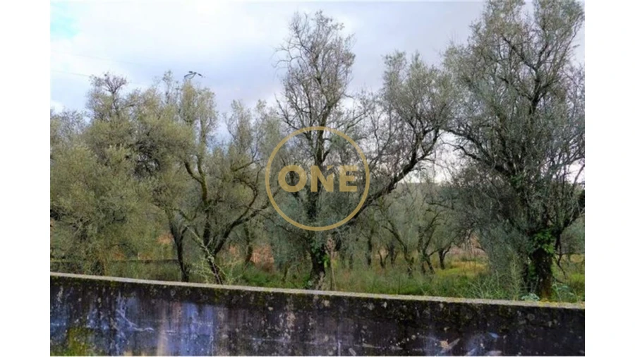 Terreno para Venda em Travassos Foto 8