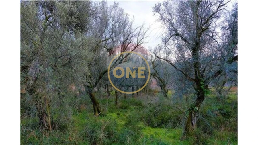 Terreno para Venda em Travassos Foto 6