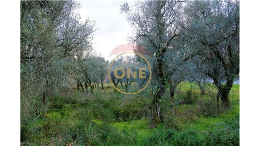 Terreno para Venda em Travassos Foto 4