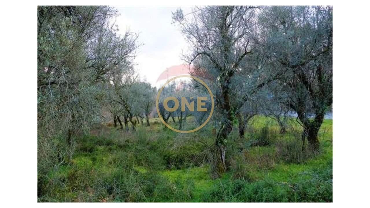 Terreno para Venda em Travassos Foto 4