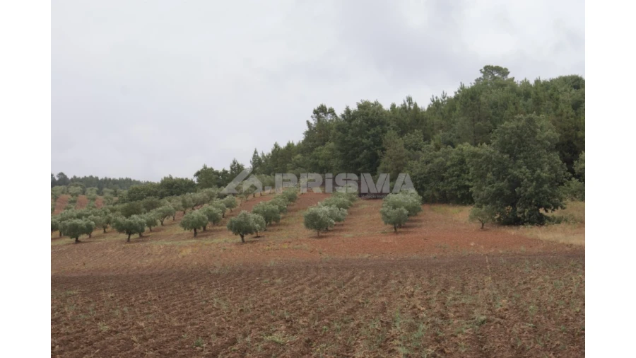 Terreno para Venda em Póvoa de Atalaia e Atalaia do Campo Foto 7