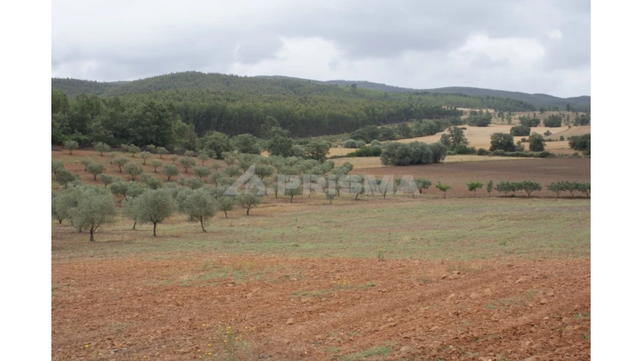 Terreno para Venda em Póvoa de Atalaia e Atalaia do Campo Foto 6