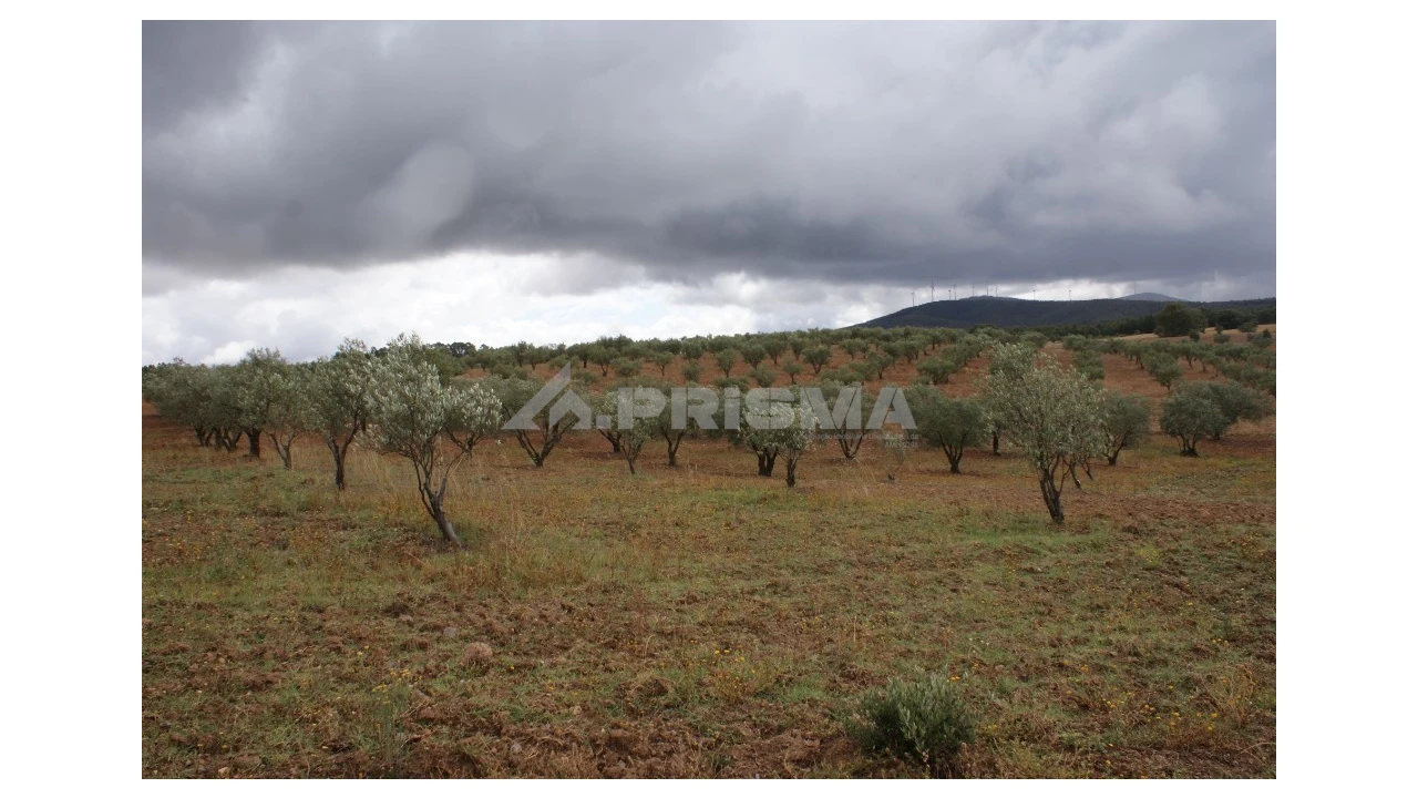 Terreno para Venda em Póvoa de Atalaia e Atalaia do Campo Foto 5