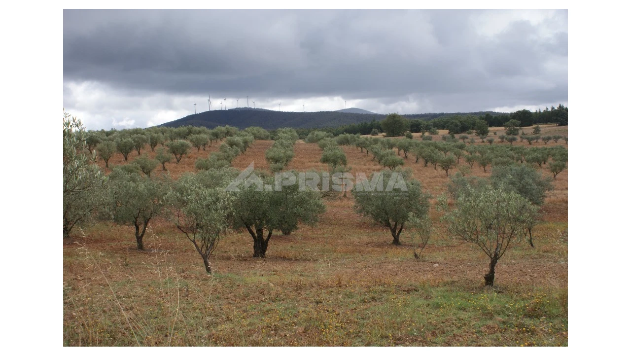 Terreno para Venda em Póvoa de Atalaia e Atalaia do Campo Foto 3