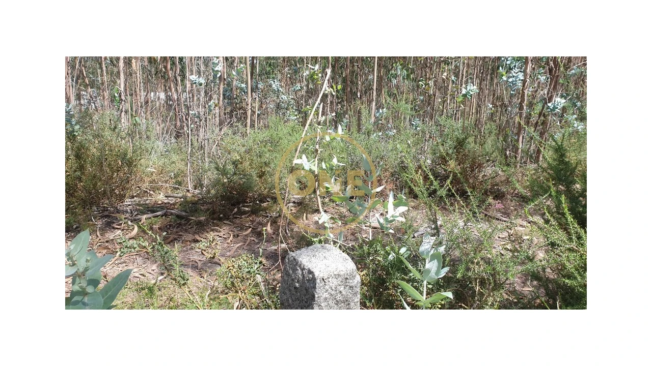 Terreno para Venda em Bougado (São Martinho e Santiago) Foto 3