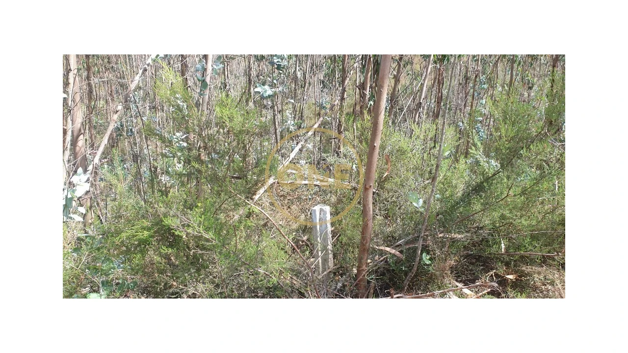 Terreno para Venda em Bougado (São Martinho e Santiago) Foto 7