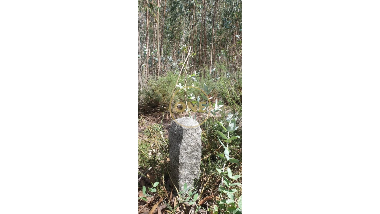 Terreno para Venda em Bougado (São Martinho e Santiago) Foto 2