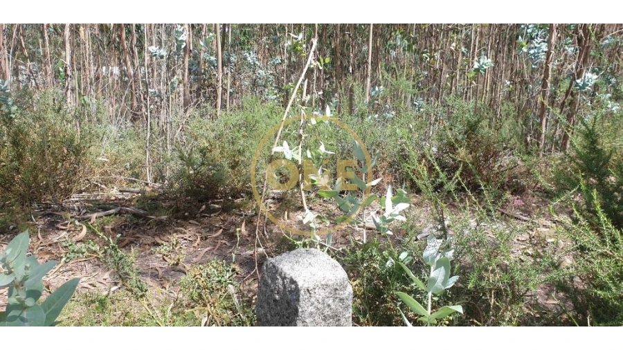 Terreno para Venda em Bougado (São Martinho e Santiago) Foto 3