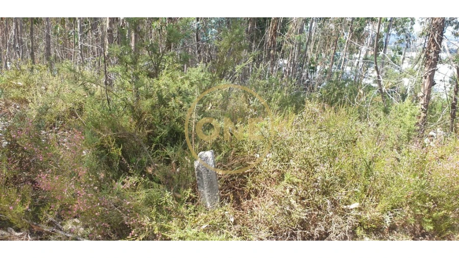 Terreno para Venda em Bougado (São Martinho e Santiago) Foto 15