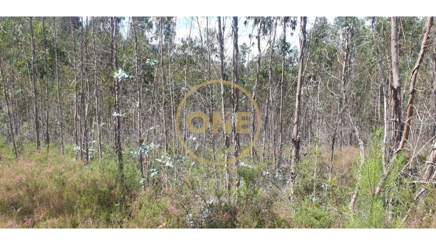 Terreno para Venda em Bougado (São Martinho e Santiago) Foto 8