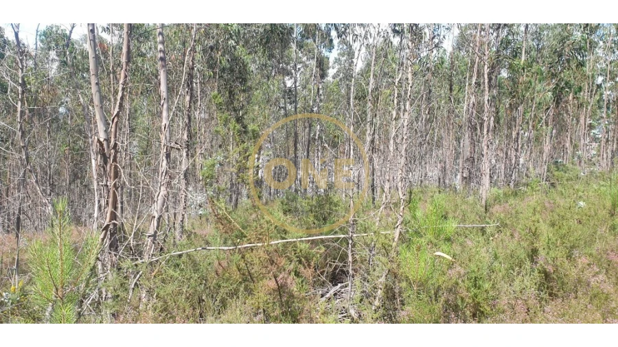 Terreno para Venda em Bougado (São Martinho e Santiago) Foto 12