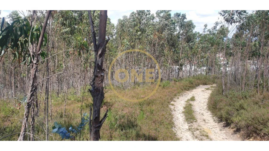 Terreno para Venda em Bougado (São Martinho e Santiago) Foto 13