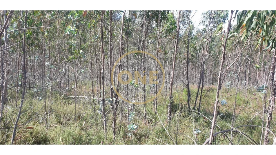 Terreno para Venda em Bougado (São Martinho e Santiago) Foto 4