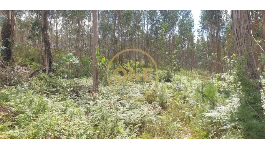 Terreno para Venda em Bougado (São Martinho e Santiago) Foto 5