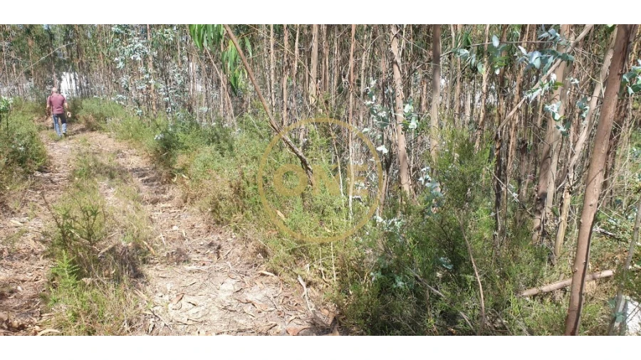 Terreno para Venda em Bougado (São Martinho e Santiago) Foto 14