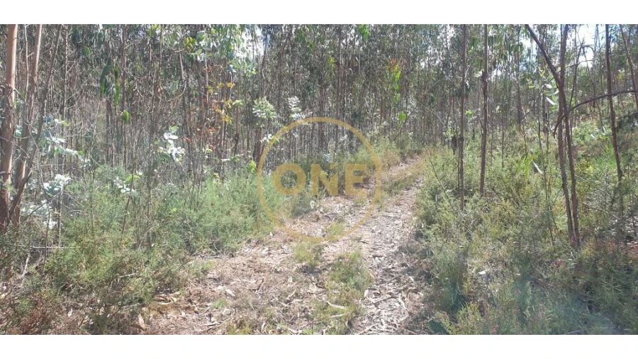 Terreno para Venda em Bougado (São Martinho e Santiago) Foto 10