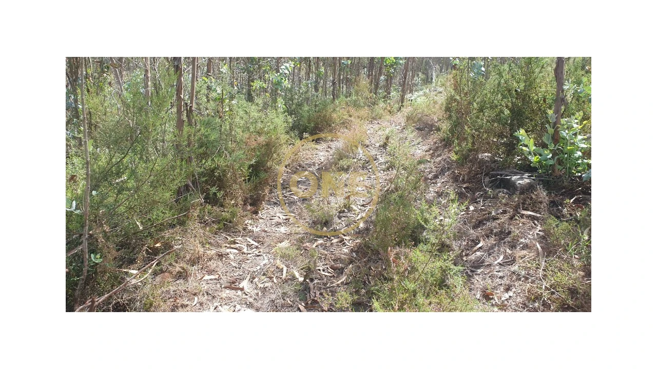 Terreno para Venda em Bougado (São Martinho e Santiago) Foto 11