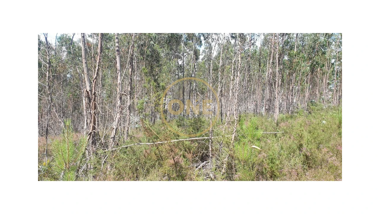 Terreno para Venda em Bougado (São Martinho e Santiago) Foto 12