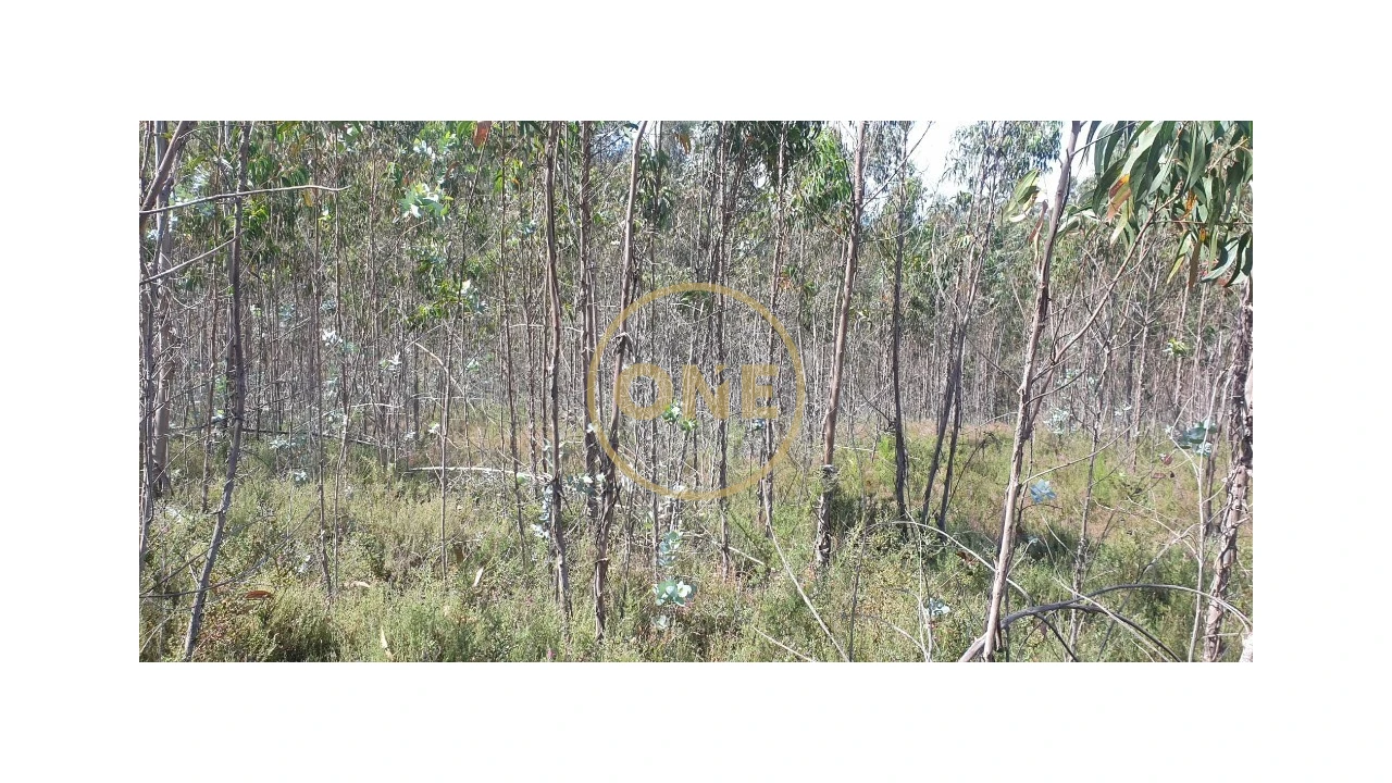 Terreno para Venda em Bougado (São Martinho e Santiago) Foto 4
