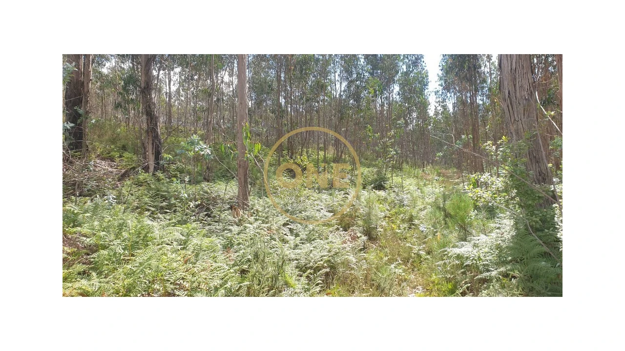 Terreno para Venda em Bougado (São Martinho e Santiago) Foto 5