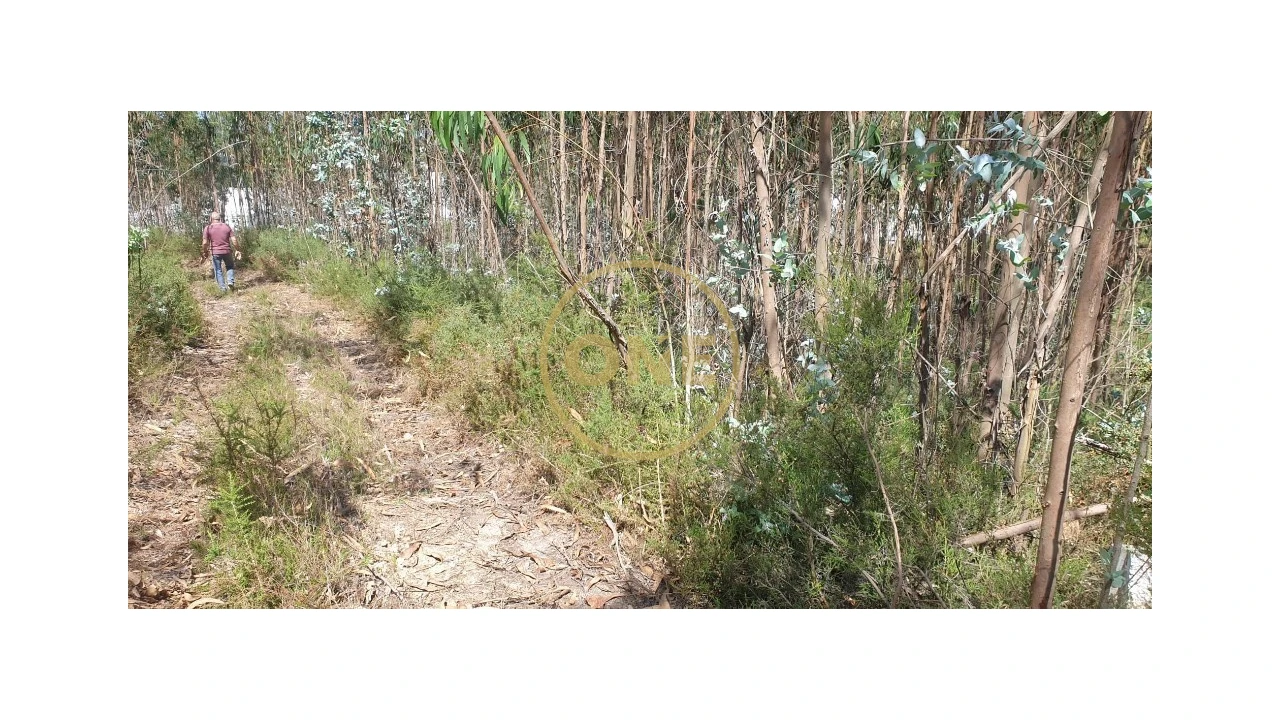 Terreno para Venda em Bougado (São Martinho e Santiago) Foto 14