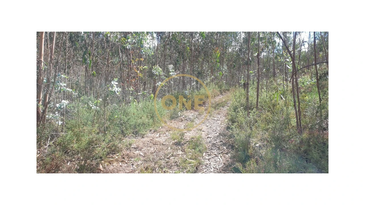 Terreno para Venda em Bougado (São Martinho e Santiago) Foto 10