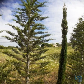 Terreno para Venda em Tavira (Santa Maria e Santiago)