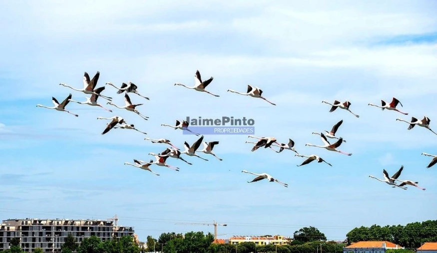 Terreno P/ Prédio para Venda em Tavarede Foto 6