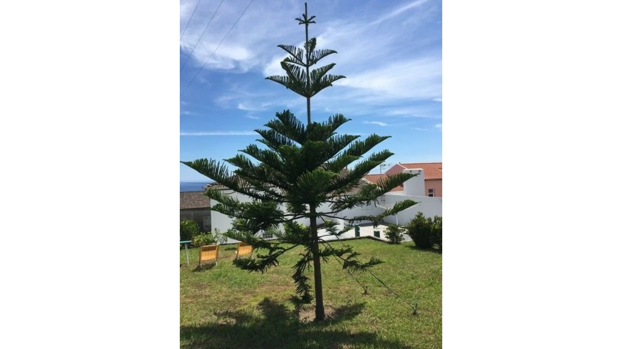 Moradia para Venda em Ponta Garça Foto 32