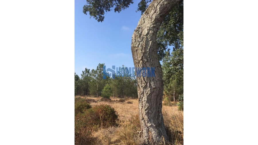 Terreno para Venda em Quinta do Anjo Foto 11