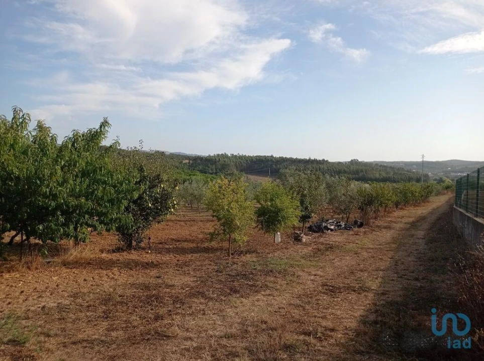 Terreno para Venda em Cadaval e Pêro Moniz Foto 13