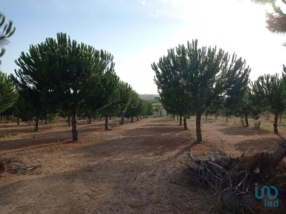 Terreno para Venda em Cadaval e Pêro Moniz Foto 10