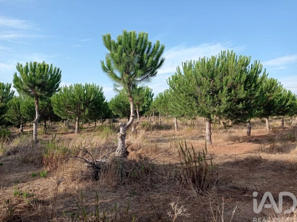 Terreno para Venda em Cadaval e Pêro Moniz Foto 28