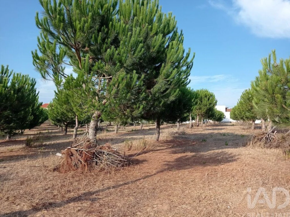 Terreno para Venda em Cadaval e Pêro Moniz Foto 21