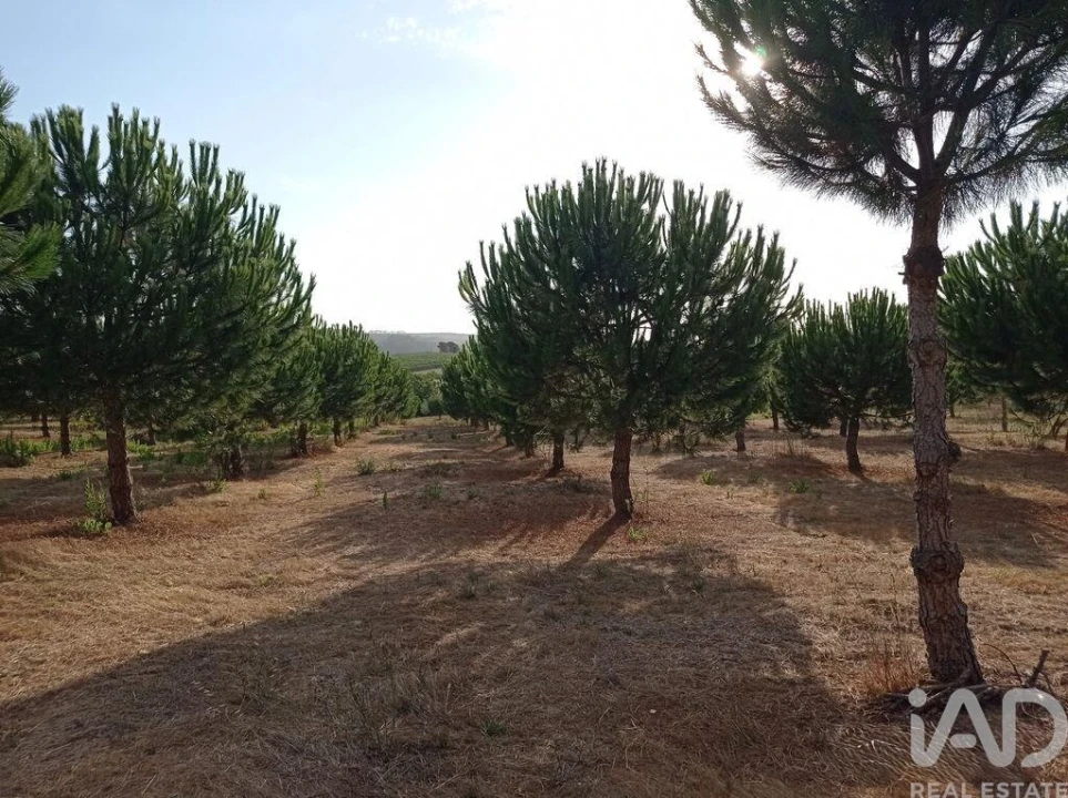 Terreno para Venda em Cadaval e Pêro Moniz Foto 26