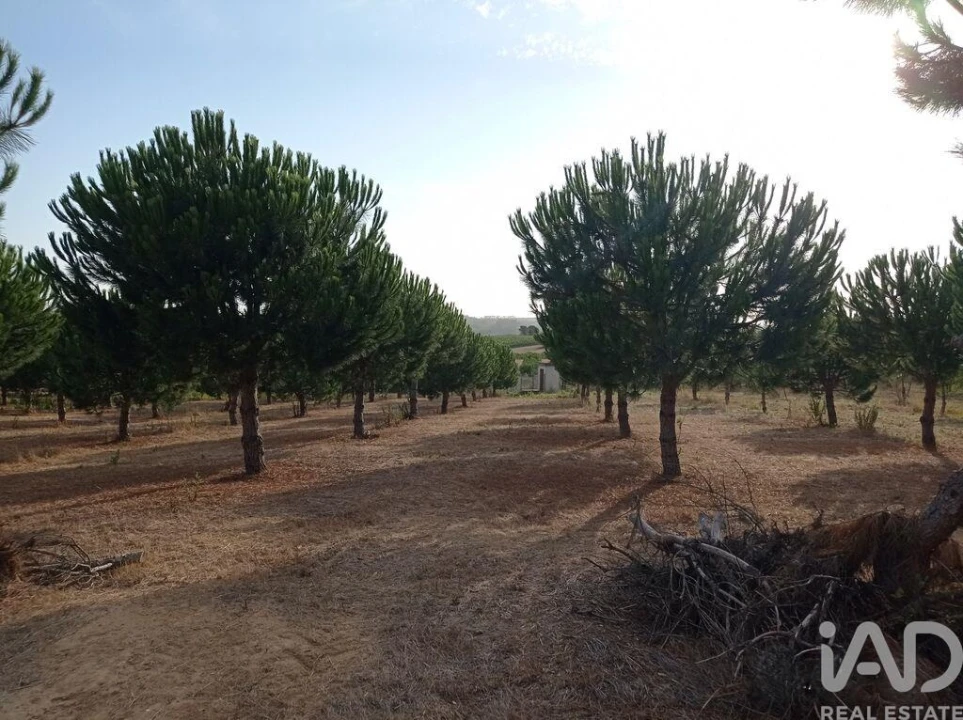 Terreno para Venda em Cadaval e Pêro Moniz Foto 24