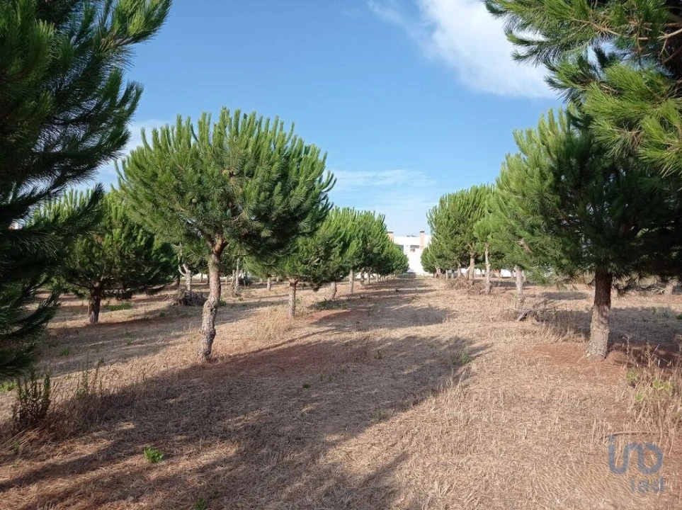Terreno para Venda em Cadaval e Pêro Moniz Foto 3