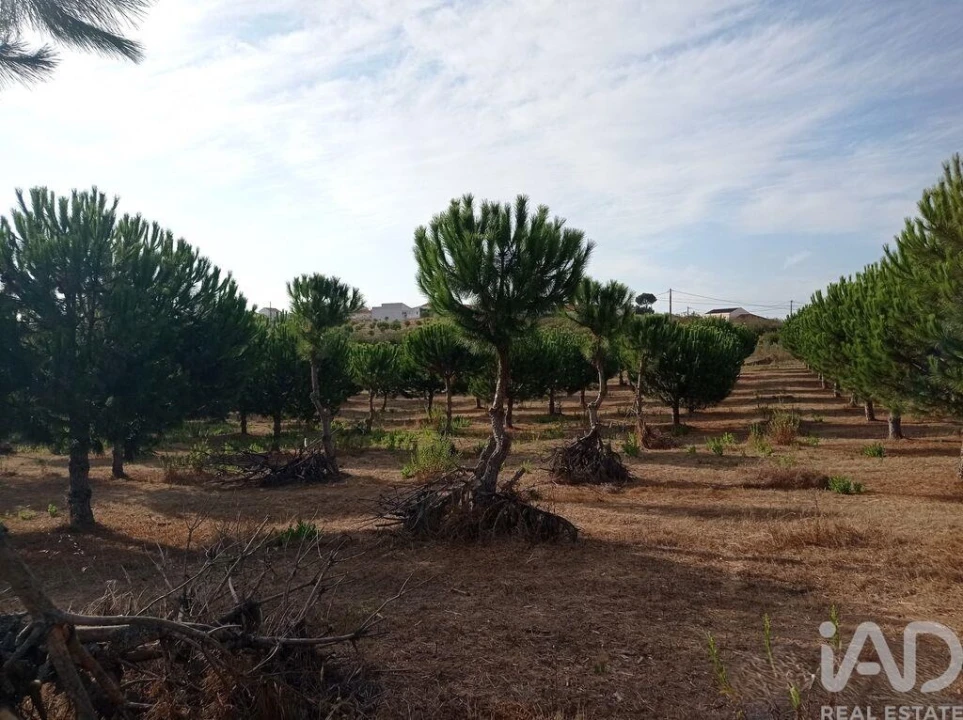Terreno para Venda em Cadaval e Pêro Moniz Foto 23