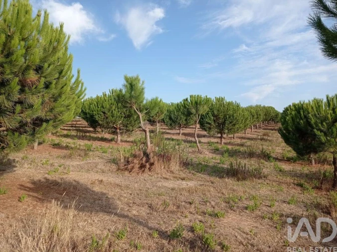 Terreno para Venda em Cadaval e Pêro Moniz Foto 18