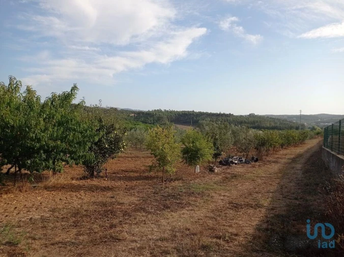 Terreno para Venda em Cadaval e Pêro Moniz Foto 13