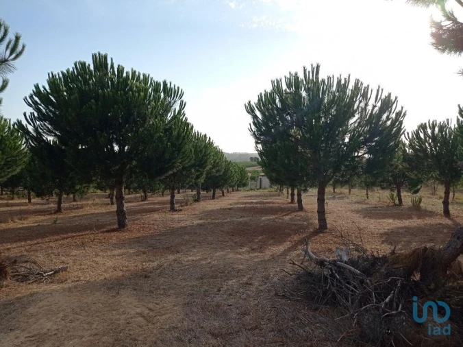 Terreno para Venda em Cadaval e Pêro Moniz Foto 10