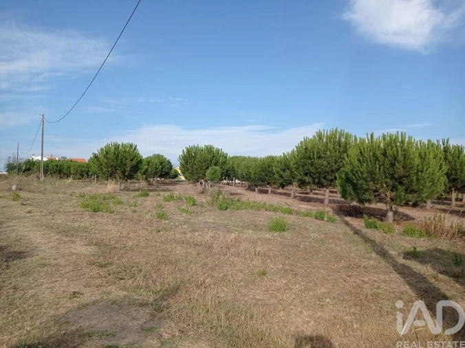 Terreno para Venda em Cadaval e Pêro Moniz Foto 16