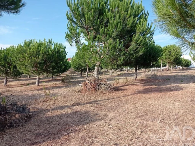 Terreno para Venda em Cadaval e Pêro Moniz Foto 22
