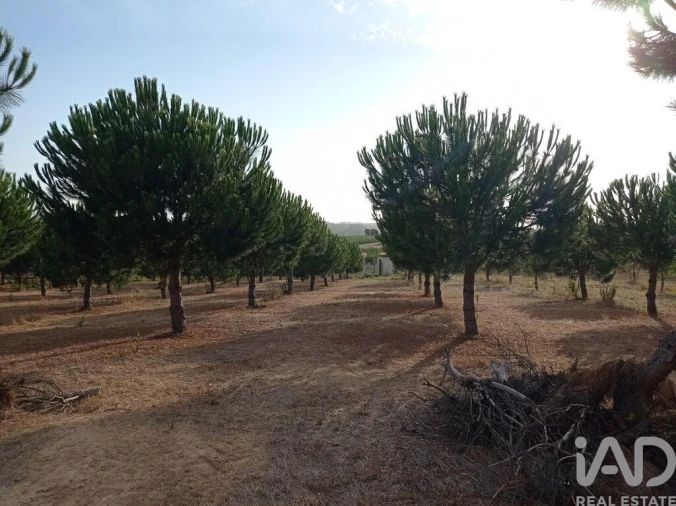 Terreno para Venda em Cadaval e Pêro Moniz Foto 24