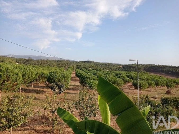 Terreno para Venda em Cadaval e Pêro Moniz Foto 29