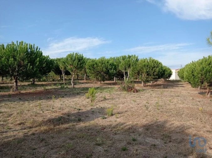 Terreno para Venda em Cadaval e Pêro Moniz Foto 8