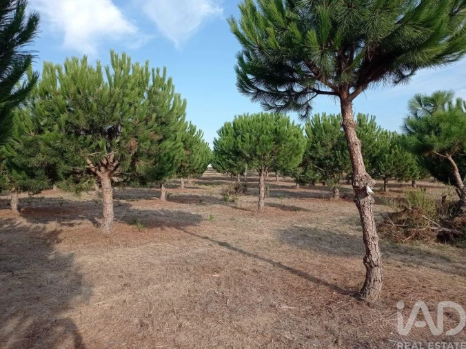 Terreno para Venda em Cadaval e Pêro Moniz Foto 25
