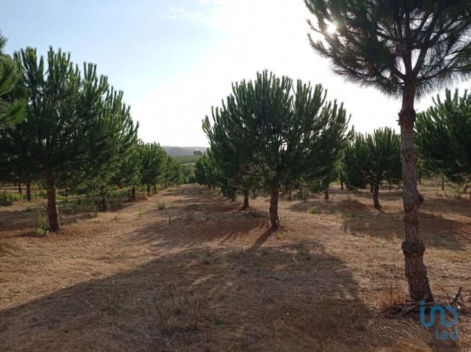 Terreno para Venda em Cadaval e Pêro Moniz Foto 11