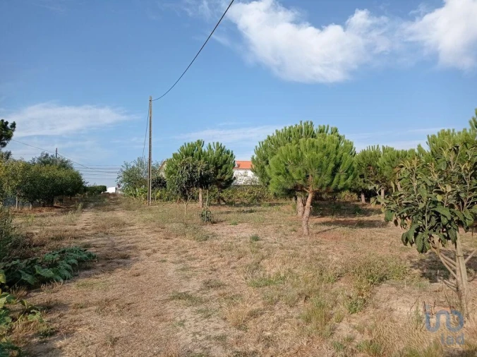 Terreno para Venda em Cadaval e Pêro Moniz Foto 6