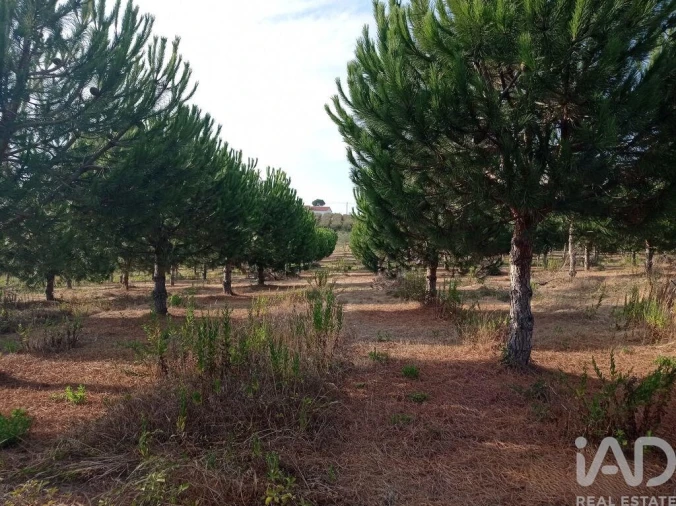 Terreno para Venda em Cadaval e Pêro Moniz Foto 20